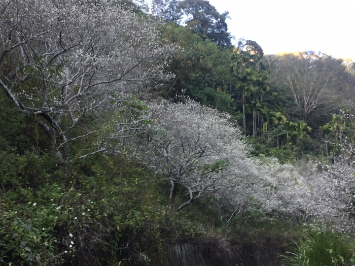 神鵝瞎旅之：探查國姓鄉 有梅有發現瀑布 這回事