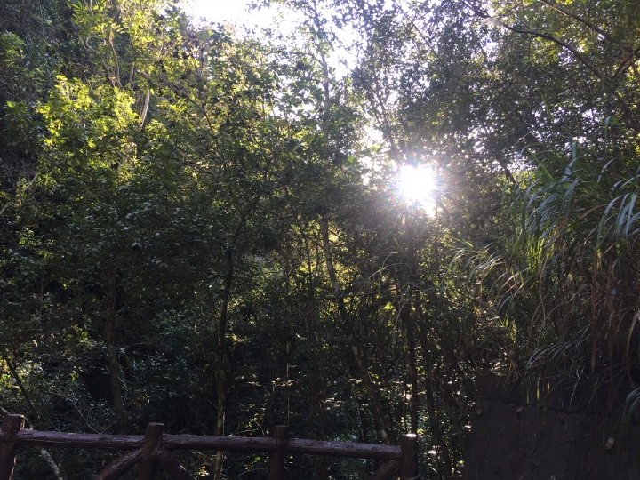 神鵝瞎旅之:探查國姓鄉 有梅有發現瀑布 這回事