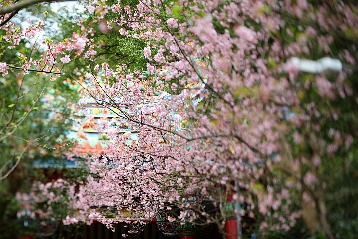 Canon EOS 5D Mark IV + TS-E13540LM 拍攝樣本 Canon EOS 5D Mark IV + TS-E13540LM 拍攝樣本