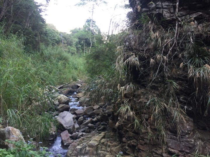 神鵝瞎旅之:探查國姓鄉 有梅有發現瀑布 這回事