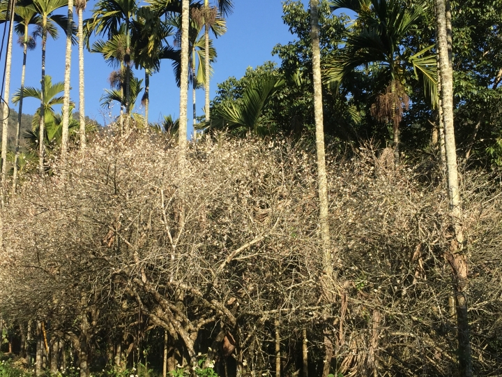 神鵝瞎旅之：探查國姓鄉 有梅有發現瀑布 這回事