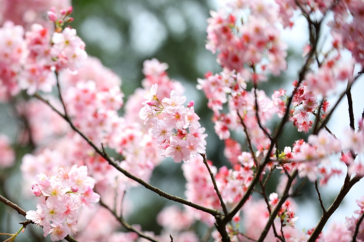 Canon EOS 5D Mark IV + TS-E13540LM 拍攝樣本 Canon EOS 5D Mark IV + TS-E13540LM 拍攝樣本