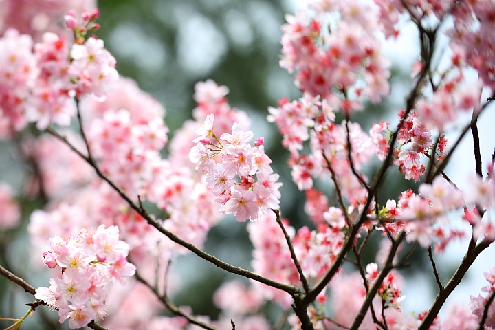 輕鬆營造夢幻人像照！Canon TS-E 135mm f/4L Macro 移軸鏡評測報告