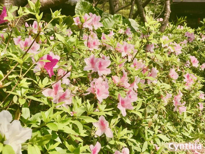 春天來了~三峽大板根賞花&溫泉放鬆