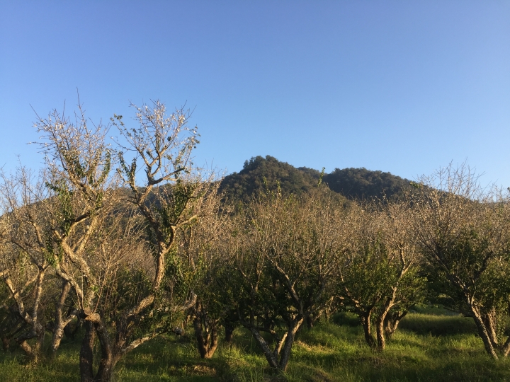 神鵝瞎旅之：探查國姓鄉 有梅有發現瀑布 這回事