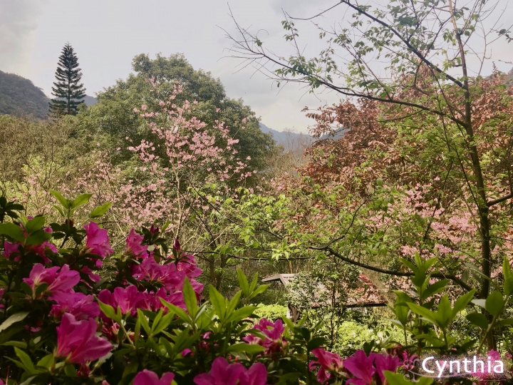 春天來了~三峽大板根賞花&溫泉放鬆