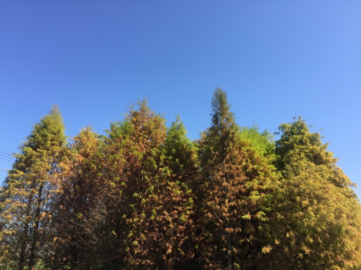 神鵝瞎旅之:探查國姓鄉 有梅有發現瀑布 這回事