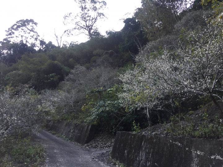 神鵝瞎旅之:探查國姓鄉 有梅有發現瀑布 這回事