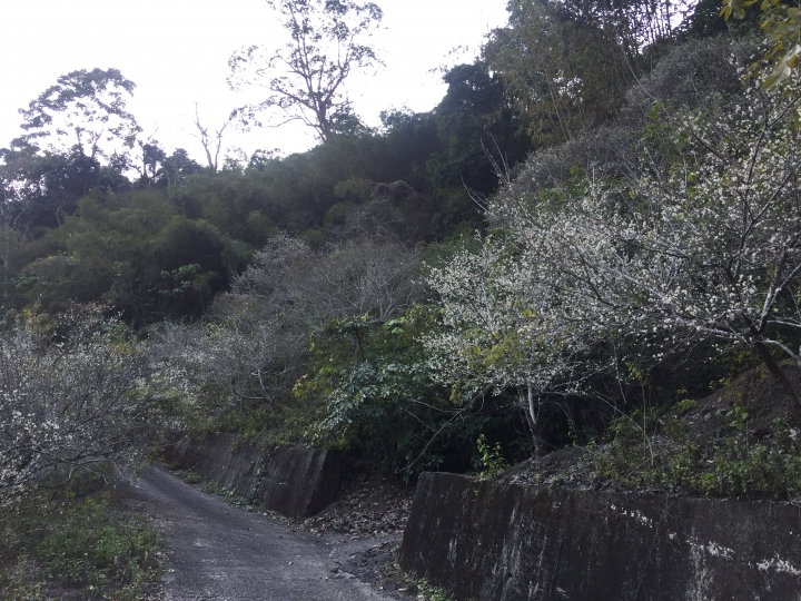 神鵝瞎旅之：探查國姓鄉 有梅有發現瀑布 這回事