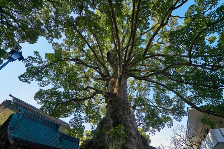 九州 Sony A7r2