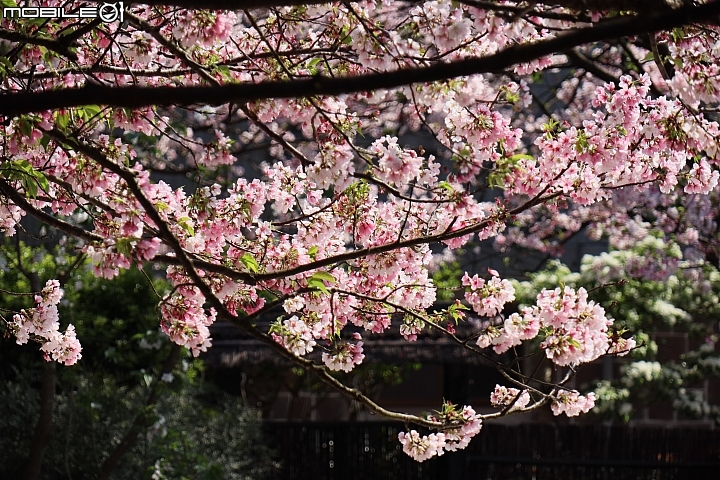 Canon EOS M50 + EF-M 15-45mm f/3.5-6.3,實拍照片:Canon EOS M50 132mm ISO200 f/6.3 1/640s Canon EOS M50 + EF-M 15-45mm f/3.5-6.3,實拍照片:Canon EOS M50 132mm ISO200 f/6.3 1/640s