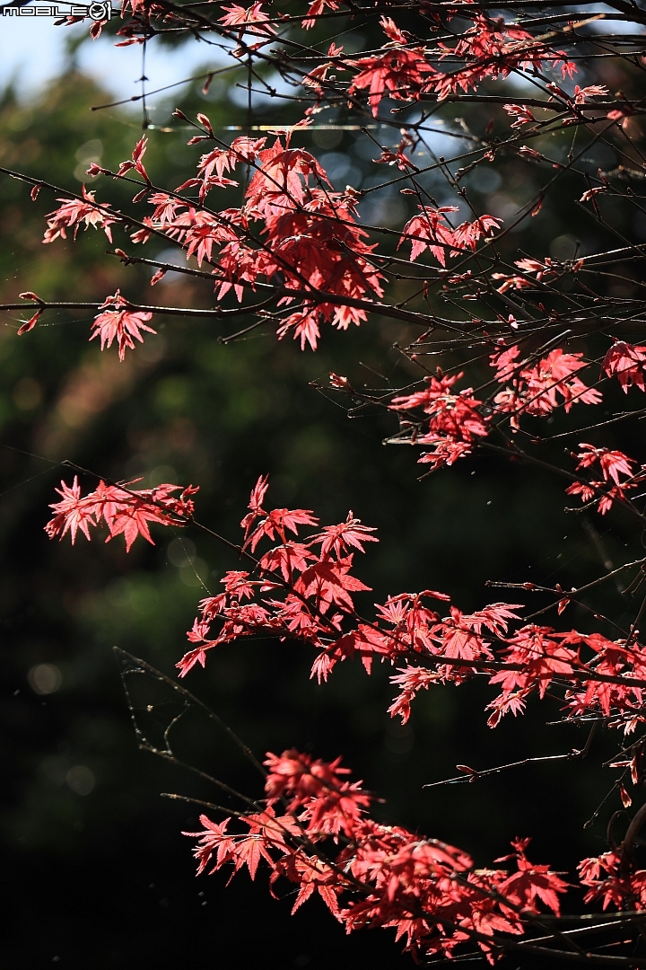 Canon EOS M50 + EF-M 15-45mm f/3.5-6.3,實拍照片:Canon EOS M50 150mm ISO200 f/6.3 1/800s Canon EOS M50 + EF-M 15-45mm f/3.5-6.3,實拍照片:Canon EOS M50 150mm ISO200 f/6.3 1/800s