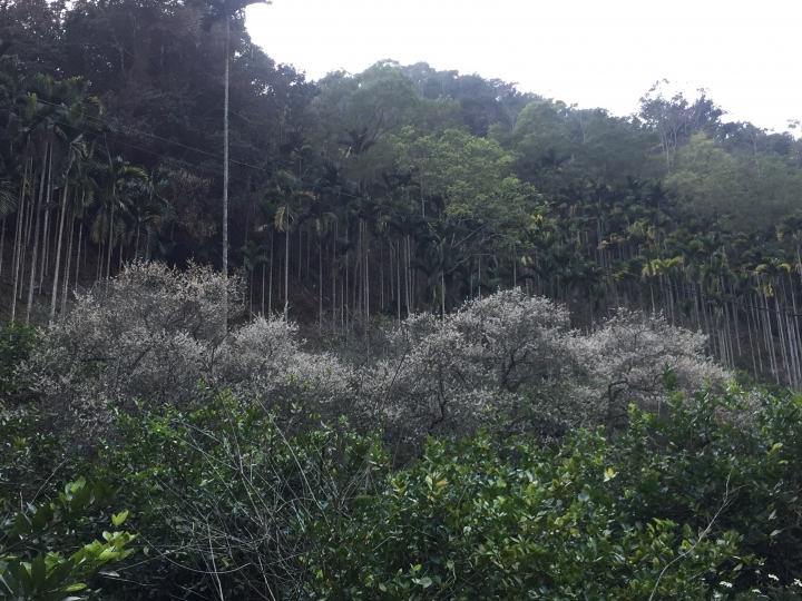 神鵝瞎旅之:探查國姓鄉 有梅有發現瀑布 這回事