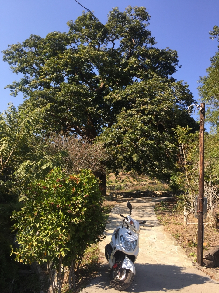 神鵝瞎旅之:探查國姓鄉 有梅有發現瀑布 這回事