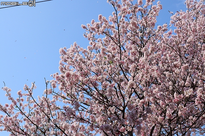 Canon EOS M50 + EF-M 15-45mm f/3.5-6.3,實拍照片:Canon EOS M50 34mm ISO200 f/6.3 1/1000s Canon EOS M50 + EF-M 15-45mm f/3.5-6.3,實拍照片:Canon EOS M50 34mm ISO200 f/6.3 1/1000s
