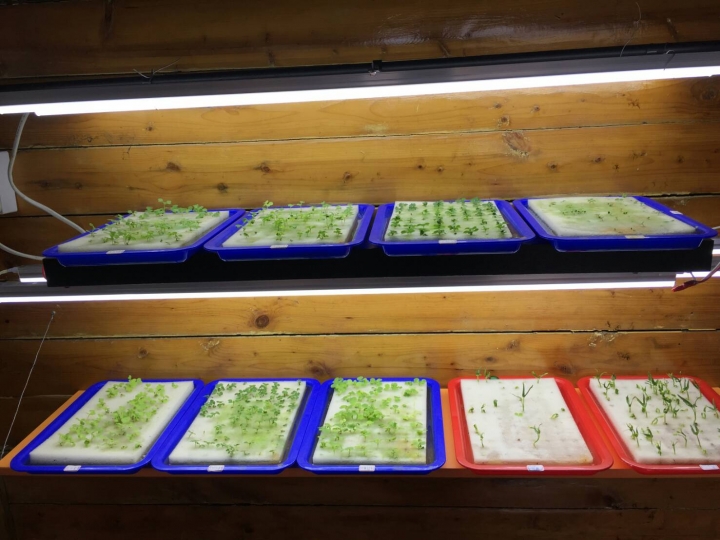要開魚菜共生商業量產農場,有人有興趣合作嗎?