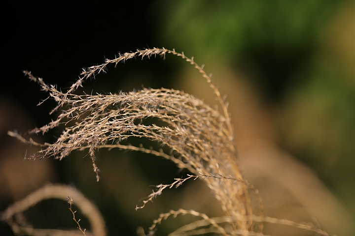 輕鬆營造夢幻人像照！Canon TS-E 135mm f/4L Macro 移軸鏡評測報告