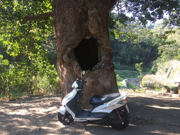 神鵝瞎旅之:探查國姓鄉 有梅有發現瀑布 這回事