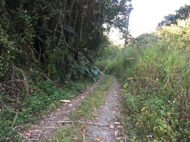 神鵝瞎旅之:探查國姓鄉 有梅有發現瀑布 這回事