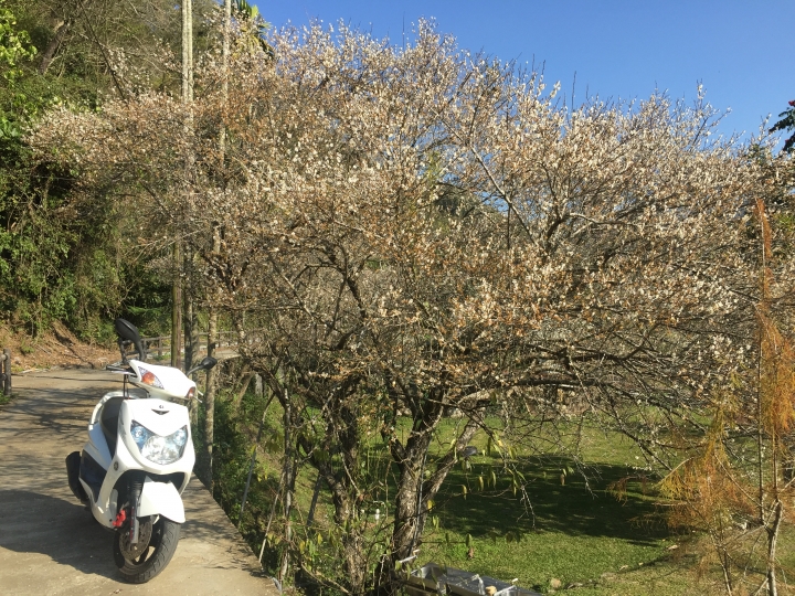 神鵝瞎旅之:探查國姓鄉 有梅有發現瀑布 這回事