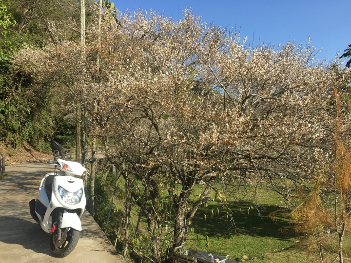 神鵝瞎旅之：探查國姓鄉 有梅有發現瀑布 這回事