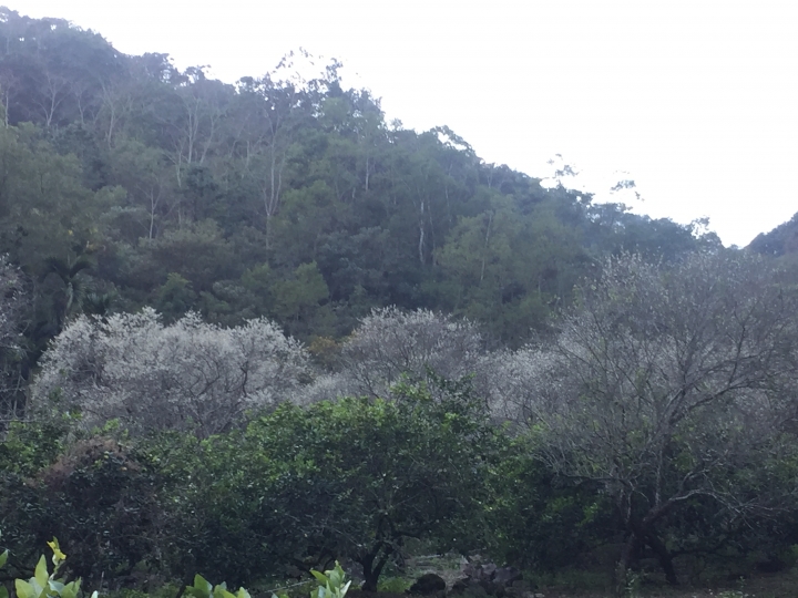 神鵝瞎旅之:探查國姓鄉 有梅有發現瀑布 這回事