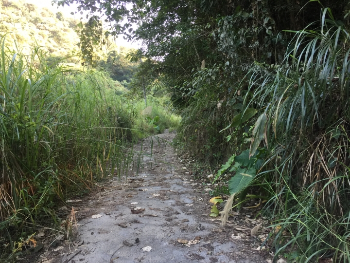 神鵝瞎旅之:探查國姓鄉 有梅有發現瀑布 這回事