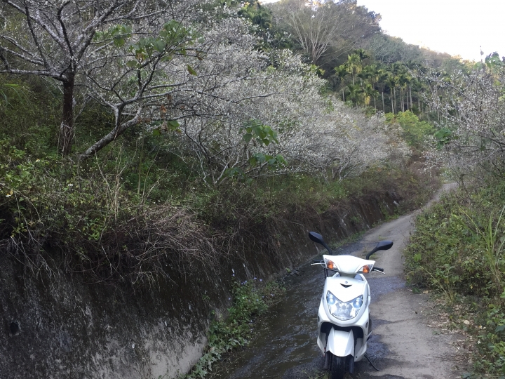 神鵝瞎旅之:探查國姓鄉 有梅有發現瀑布 這回事