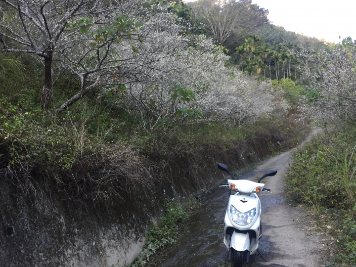 神鵝瞎旅之：探查國姓鄉 有梅有發現瀑布 這回事