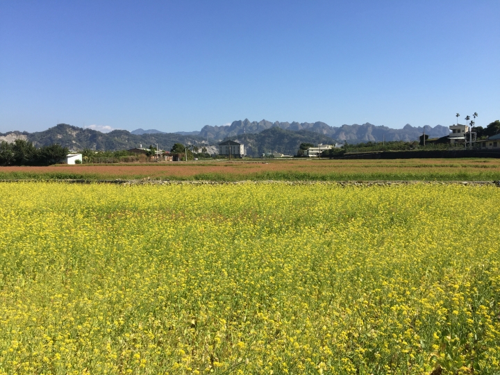 神鵝瞎旅之：探查國姓鄉 有梅有發現瀑布 這回事