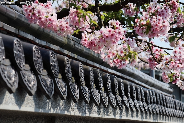 Canon EOS M50 + EF-M 15-45mm f/3.5-6.3,實拍照片:Canon EOS M50 86mm ISO200 f/6.3 1/1000s Canon EOS M50 + EF-M 15-45mm f/3.5-6.3,實拍照片:Canon EOS M50 86mm ISO200 f/6.3 1/1000s