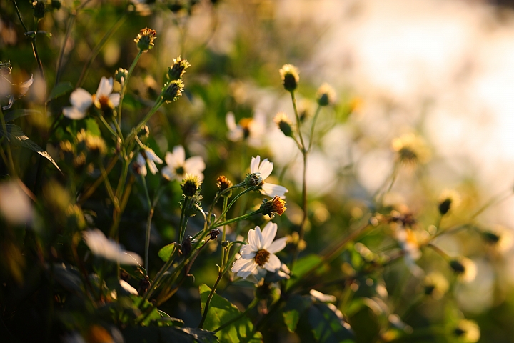 Canon EOS 5D Mark IV + TS-E13540LM 拍攝樣本 Canon EOS 5D Mark IV + TS-E13540LM 拍攝樣本