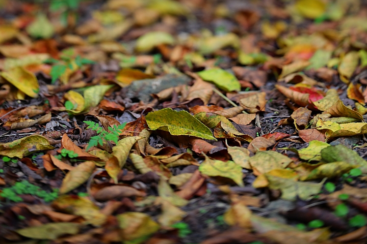 Canon EOS 5D Mark IV + TS-E13540LM 拍攝樣本 Canon EOS 5D Mark IV + TS-E13540LM 拍攝樣本