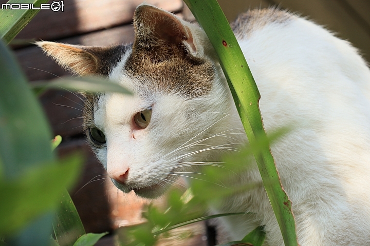 Canon EOS M50 + EF-M 15-45mm f/3.5-6.3,實拍照片:Canon EOS M50 100mm ISO200 f/6.3 1/160s Canon EOS M50 + EF-M 15-45mm f/3.5-6.3,實拍照片:Canon EOS M50 100mm ISO200 f/6.3 1/160s