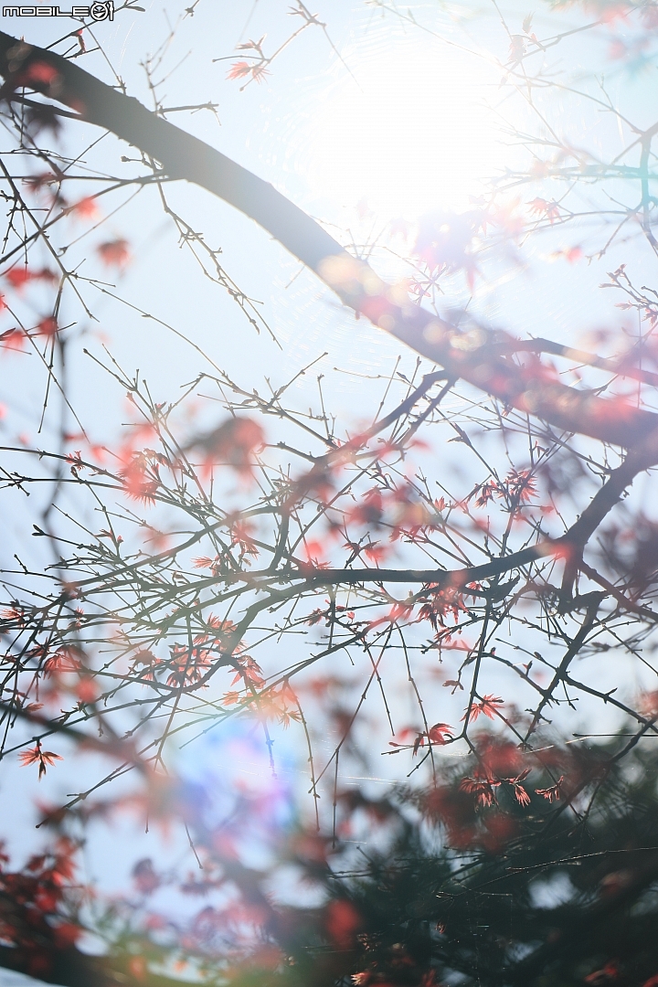 Canon EOS M50 + EF-M 15-45mm f/3.5-6.3,實拍照片:Canon EOS M50 138mm ISO200 f/6.3 1/4000s Canon EOS M50 + EF-M 15-45mm f/3.5-6.3,實拍照片:Canon EOS M50 138mm ISO200 f/6.3 1/4000s