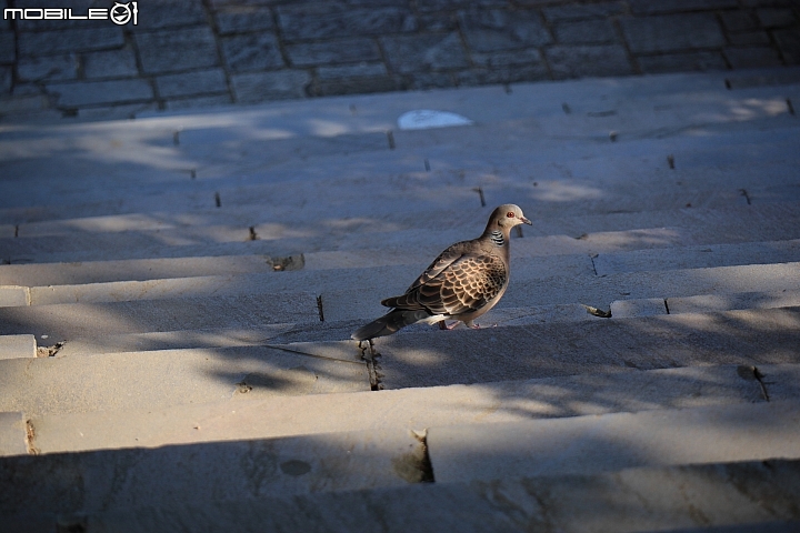 Canon EOS M50 + EF-M 15-45mm f/3.5-6.3,實拍照片:Canon EOS M50 150mm ISO250 f/6.3 1/250s Canon EOS M50 + EF-M 15-45mm f/3.5-6.3,實拍照片:Canon EOS M50 150mm ISO250 f/6.3 1/250s