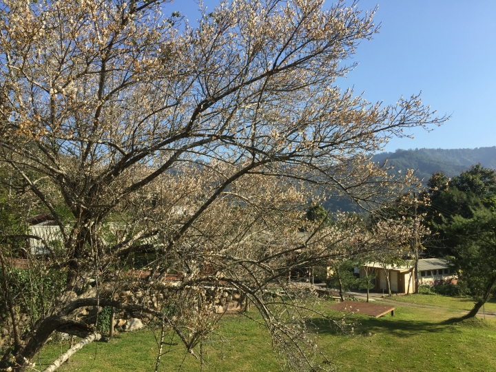 神鵝瞎旅之:探查國姓鄉 有梅有發現瀑布 這回事