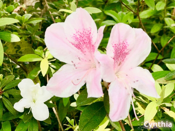 春天來了~三峽大板根賞花&溫泉放鬆