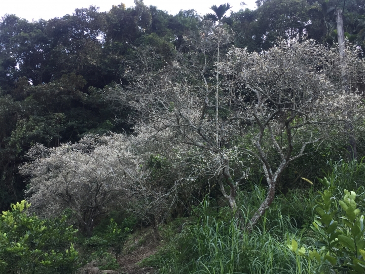 神鵝瞎旅之：探查國姓鄉 有梅有發現瀑布 這回事