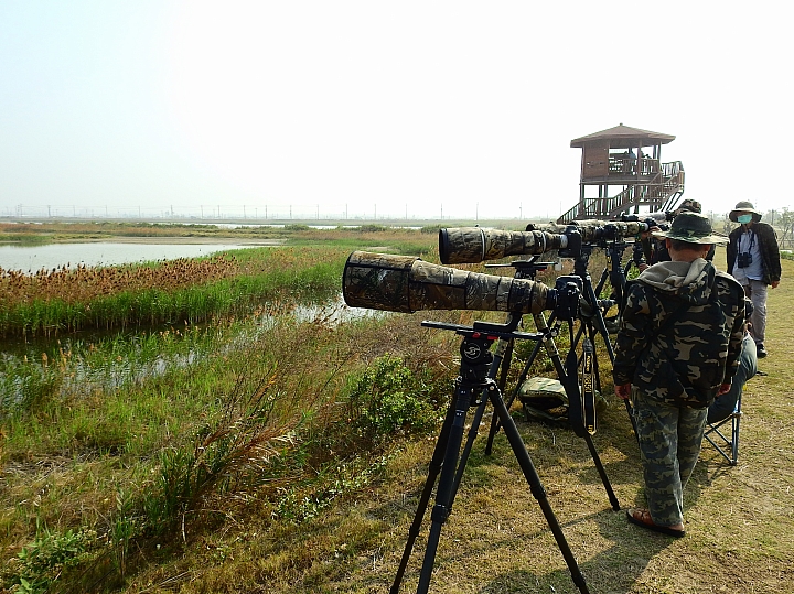 Nikon P900拍拍車城海邊寄居蟹