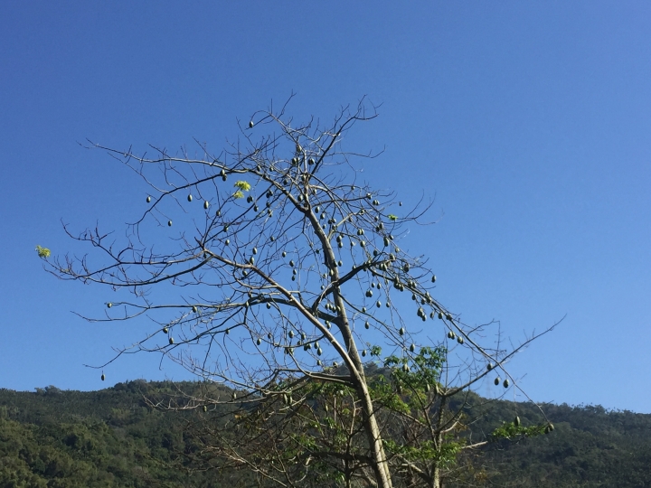 神鵝瞎旅之:探查國姓鄉 有梅有發現瀑布 這回事