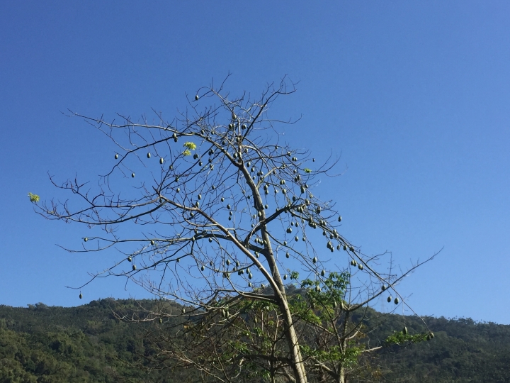 神鵝瞎旅之：探查國姓鄉 有梅有發現瀑布 這回事