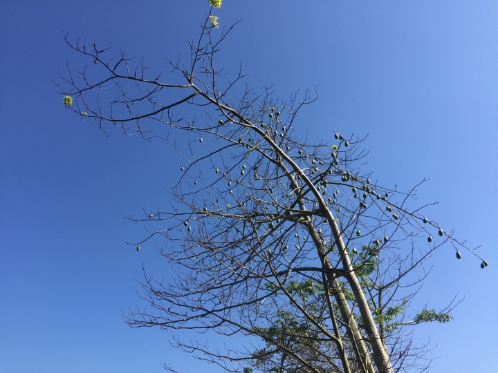 神鵝瞎旅之：探查國姓鄉 有梅有發現瀑布 這回事