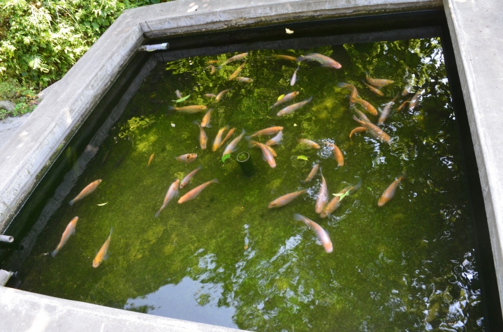 《登山輕漫遊》瑞芳猴硐大粗坑古道