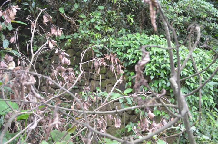 《登山輕漫遊》瑞芳猴硐大粗坑古道