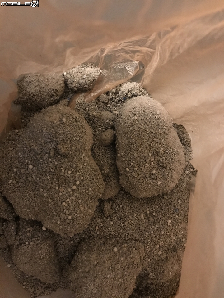 家有公貓喝水進化版---Petoneer 寵物智能飲水器產品體驗分享