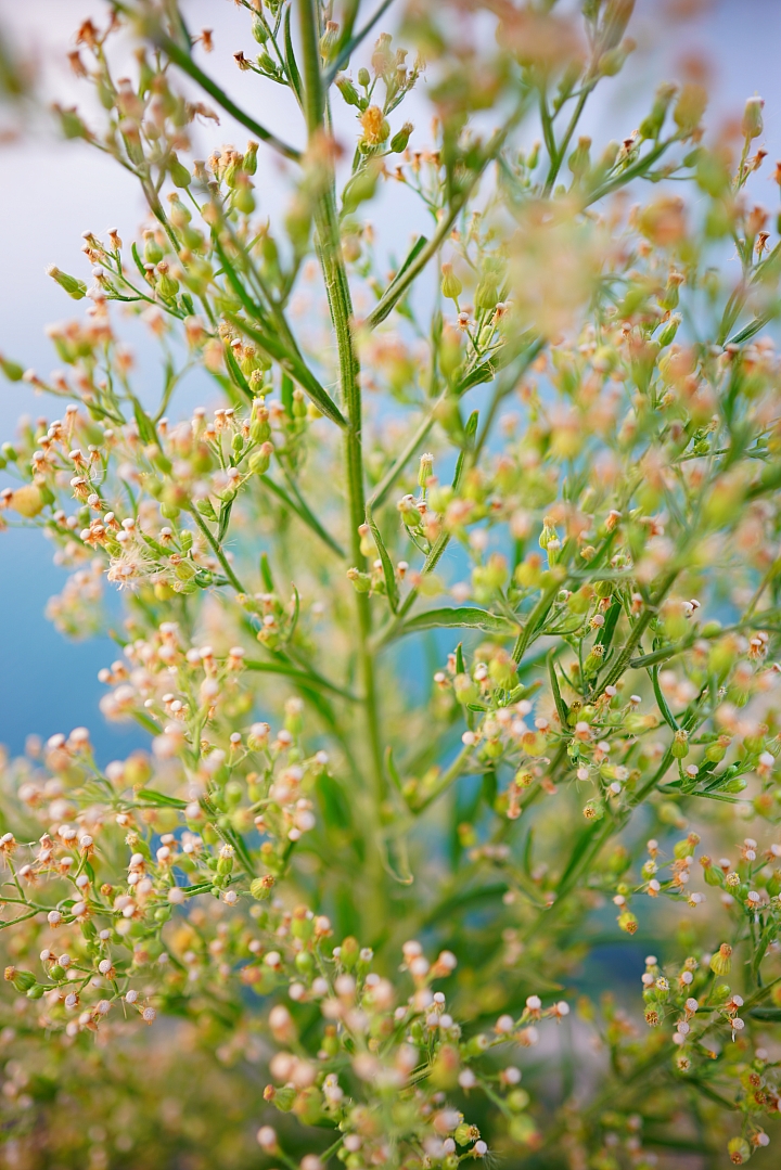 Sony A7R III+ Zeiss Loxia 2.4/25花草實拍25mm Sony A7R III+ Zeiss Loxia 2.4/25花草實拍25mm