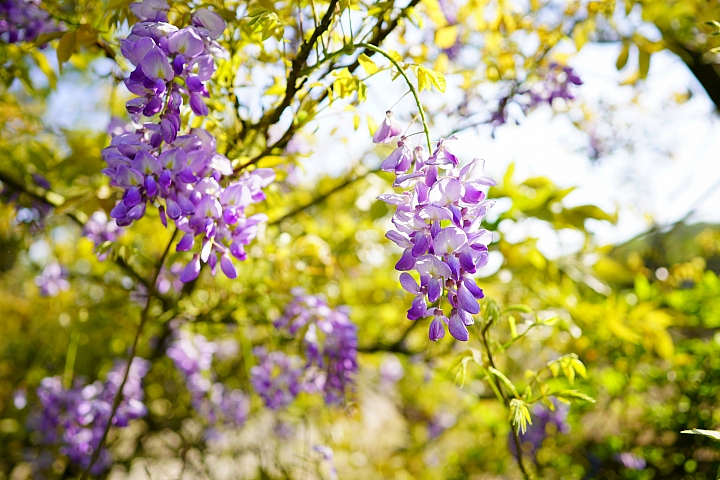 Sony A7R III+ Zeiss Loxia 2.4/25 紫藤花實拍25mm Sony A7R III+ Zeiss Loxia 2.4/25 紫藤花實拍25mm