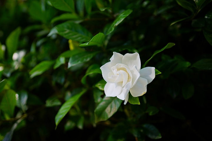 輕巧、高畫質兩者兼顧‧Zeiss Loxia 2.4/25 大光圈廣角鏡評測報告！