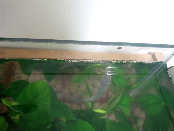 新手養殖蓋班鬥魚問題請教~😥😥